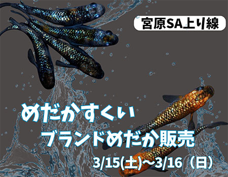 宮原SA（上り線）ブランドめだか販売、めだかすくい