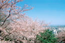 春の見どころ　桜の時期は多くの市民でにぎわう眉山。