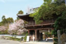 春の見どころ　発願の寺である霊山寺の春といえば、毎年4月の第一日曜日に行われる「釈迦誕生日・青葉祭り・花祭り」。