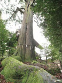 樹齢1300年を超える神秘的な大杉