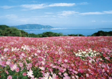 鮮やかに咲き競う一面の花畑の向こうに青い海と空が調和する「パノラマ花壇」からの壮大な景色